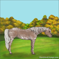 Horse Color:Silver Black Ice 