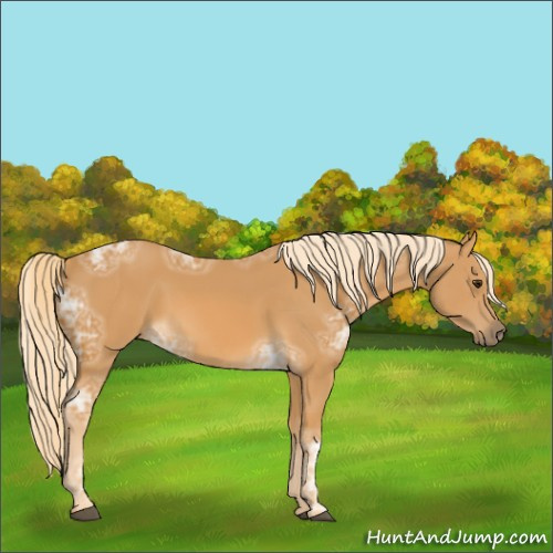 Horse Color:Palomino Ice 