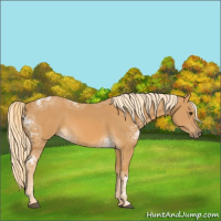 Horse Color:Palomino Ice 