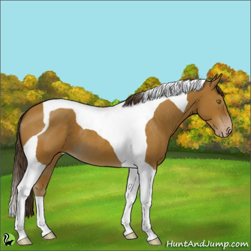 Horse Color:Classic Cream Champagne Tobiano 