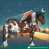 Horse Color:White Spotted Liver Chestnut 