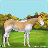 Horse Color:White Spotted Amber Cream Champagne Tobiano 