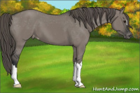 Horse Color:Grullo Varnish 