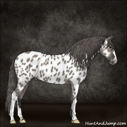 Horse Color:Grullo Appaloosa 