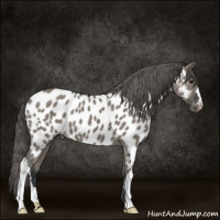 Horse Color:Grullo Appaloosa 