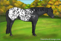 Horse Color:Black Appaloosa 
