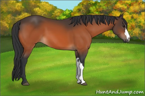 Horse Color:Brown 