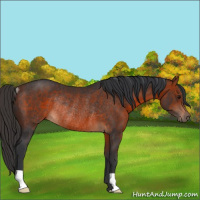 Horse Color:Bay Rabicano 