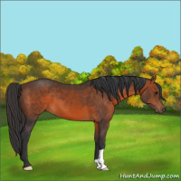 Horse Color:Brown 