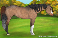 Horse Color:Brown Dun 