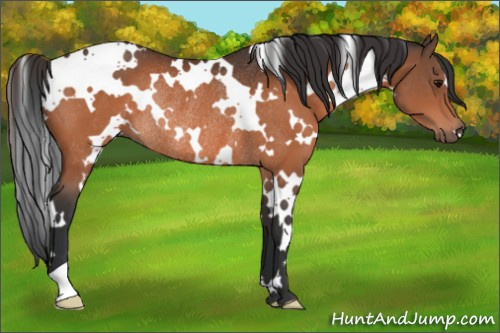 Horse Color:White Spotted Bay Rabicano 