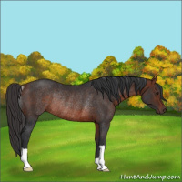 Horse Color:Bay Rabicano 