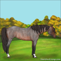 Horse Color:Brown Roan Rabicano 