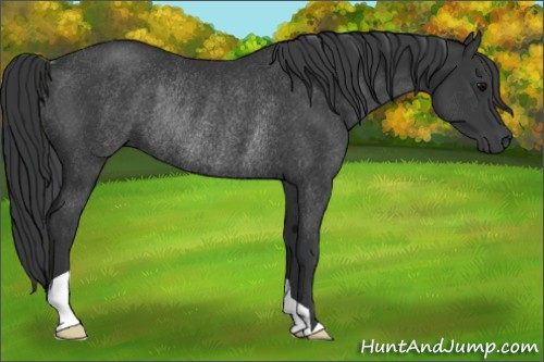 Horse Color:Black Rabicano 
