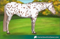 Horse Color:Chestnut Appaloosa