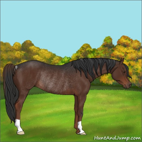 Horse Color:Liver Chestnut Rabicano