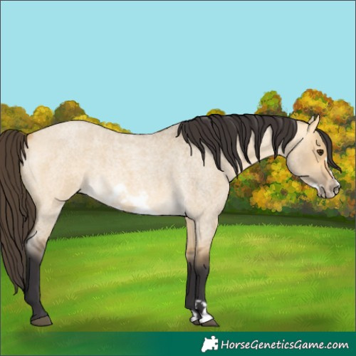 Horse Color:Buckskin Roan Dun Frame