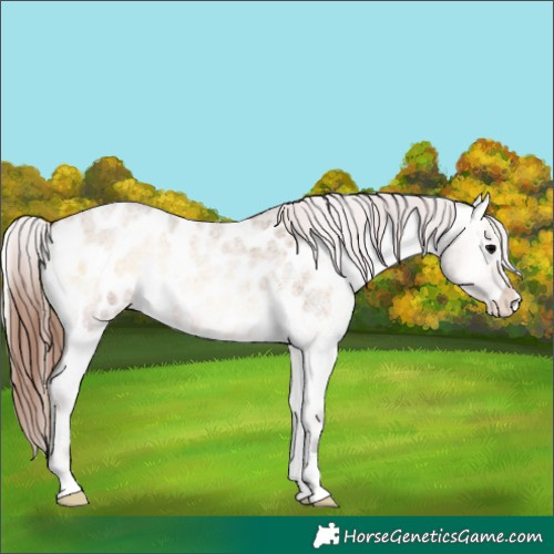 Horse Color:Bay Roan Onyx Appaloosa 