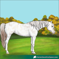 Horse Color:Bay Roan Onyx Appaloosa 