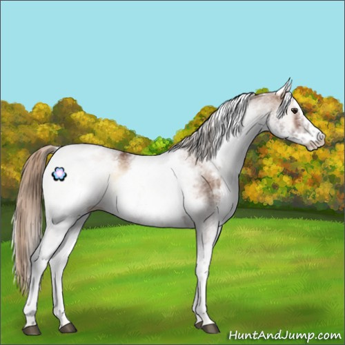 Horse Color:White Spotted Red Onyx 