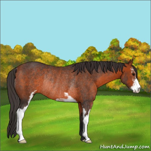 Horse Color:Bay Sabino Rabicano 