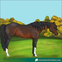 Horse Color:Brown 