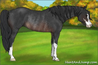 Horse Color:Brown Sabino Rabicano