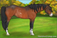 Horse Color:Bay Sabino Rabicano 