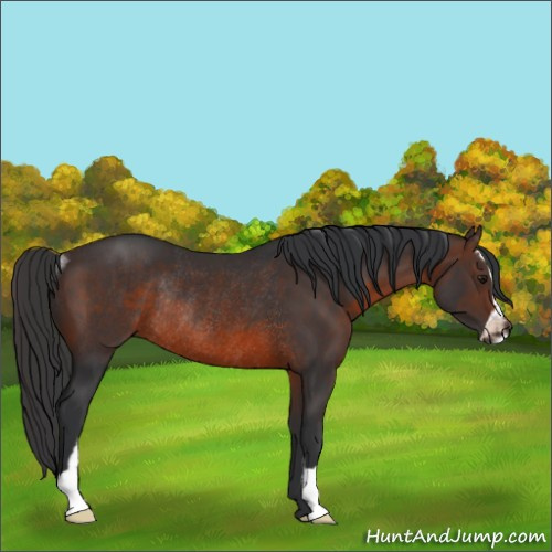 Horse Color:Brown Sabino Rabicano 