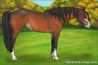 Horse Color:Brown Sabino Rabicano 
