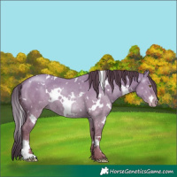 Horse Color:White Spotted Classic Champagne Dun Rabicano 