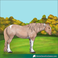 Horse Color:Chestnut Sabino Tobiano Appaloosa Rabicano 