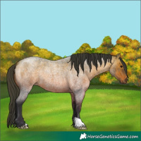 Horse Color:Bay Roan 
