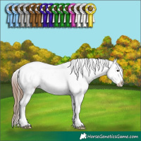 Horse Color:Bay Sabino Appaloosa 
