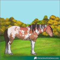 Horse Color:White Spotted Sable Champagne Dun Tobiano Rabicano 