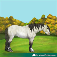 Horse Color:Bay Roan Dun Frame Rabicano