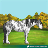 Horse Color:White Spotted Black Sabino