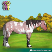 Horse Color:White Spotted Bay Roan Dun Rabicano 