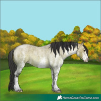 Horse Color:White Spotted Brown Roan Dun
