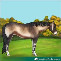Horse Color:Brown Onyx Appaloosa 