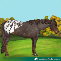 Horse Color:Liver Chestnut Appaloosa 