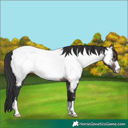 Horse Color:Platinum Brown Near Fewspot 