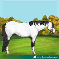 Horse Color:Platinum Brown Near Fewspot 