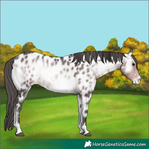 Horse Color:Platinum Buckskin Onyx Near Leopard 