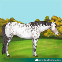 Horse Color:Platinum Buckskin Onyx Appaloosa 