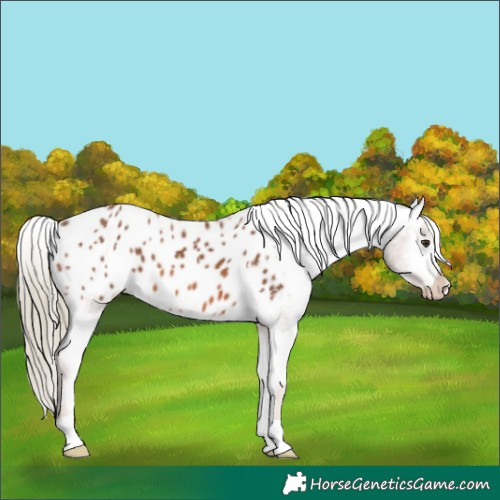 Horse Color:Chestnut Mushroom Appaloosa 
