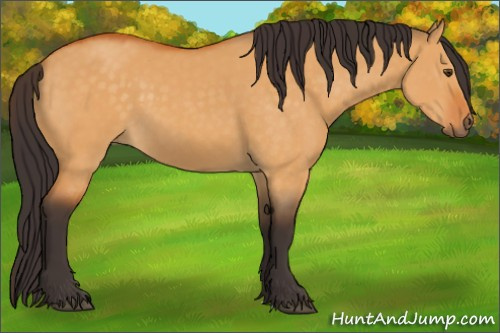 Horse Color:Buckskin Dun