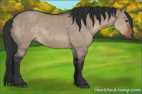 Horse Color:Brown Dun Rabicano