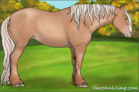 Horse Color:Silver Amber Champagne Rabicano