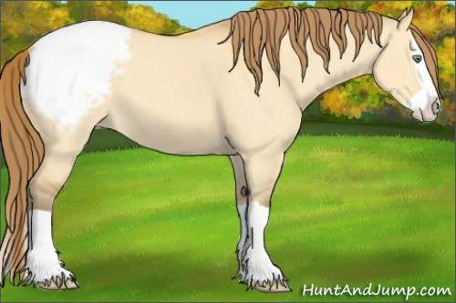 Horse Color:Amber Cream Champagne Dun Splash Appaloosa 